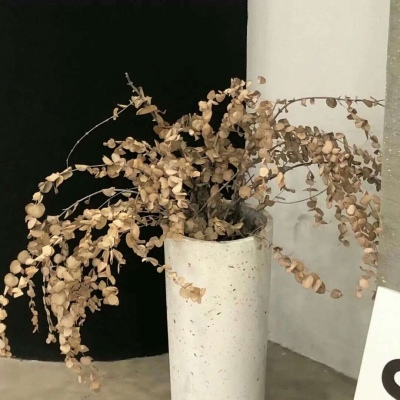 兽设幻想物种设计福瑞群